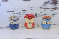 Medium Succulent Owl