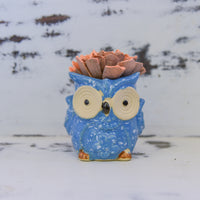 Medium Succulent Owl