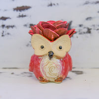 Medium Succulent Owl