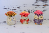 Medium Succulent Owl