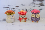 Medium Succulent Owl