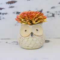 Medium Succulent Owl