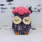 Medium Succulent Owl