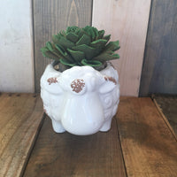 Succulent Sheep