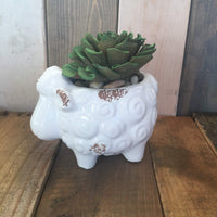 Succulent Sheep
