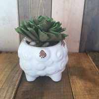 Succulent Sheep