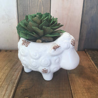Succulent Sheep