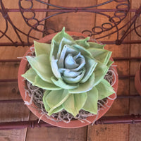 Succulent Wall Planter