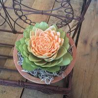 Succulent Wall Planter