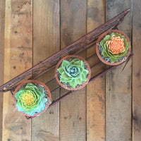 Succulent Wall Planter