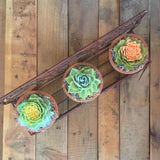 Succulent Wall Planter