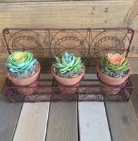 Succulent Wall Planter