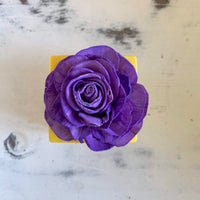 Small "Teachers Rule" Flowers & Succulents