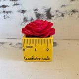 Small "Teachers Rule" Flowers & Succulents