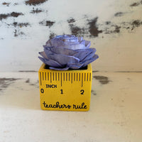 Small "Teachers Rule" Flowers & Succulents