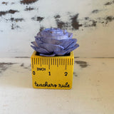 Small "Teachers Rule" Flowers & Succulents