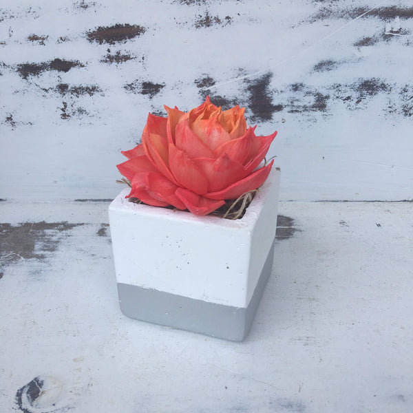 Small Cement Succulent Planters