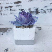 Small Cement Succulent Planters