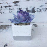 Small Cement Succulent Planters