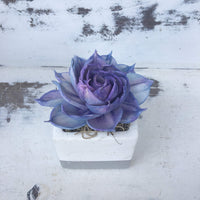 Small Cement Succulent Planters