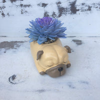 Succulent Pugs