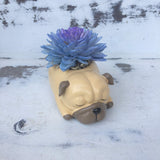 Succulent Pugs