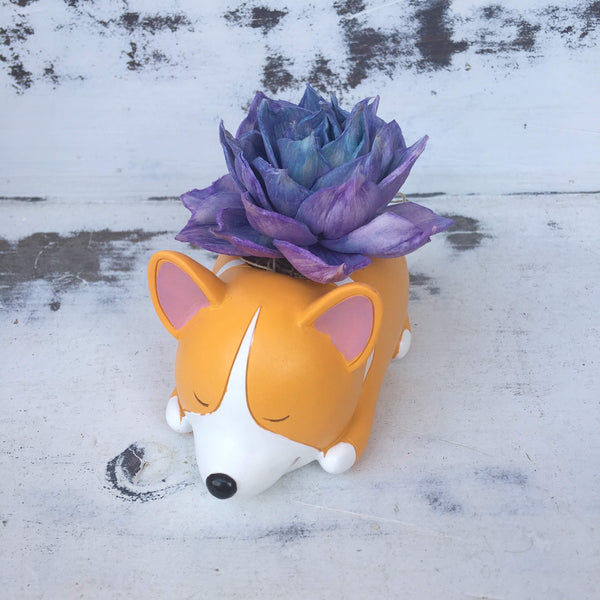 corgi succulent Succulent Corgi