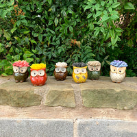 Succulent Owl