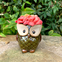 Succulent Owl