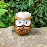Succulent Owl