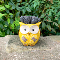 Succulent Owl