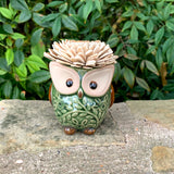 Succulent Owl