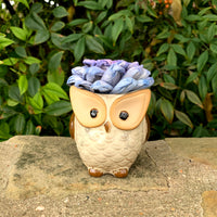 Succulent Owl