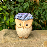 Succulent Owl