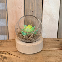Yellow/Turquoise Succulent in Glass Globe