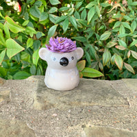 Small Succulent Animals - Multiple Available