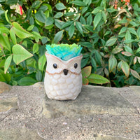 Small Succulent Animals - Multiple Available