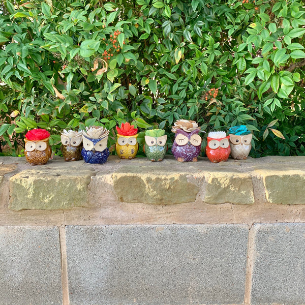 Succulent Owl