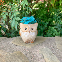 Succulent Owl