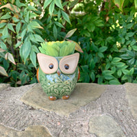 Succulent Owl
