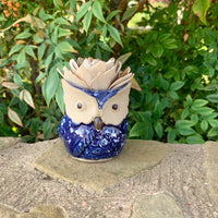 Succulent Owl