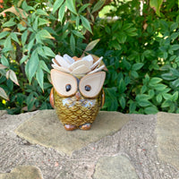 Succulent Owl