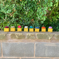 Small "Teachers Rule" Flowers & Succulents