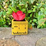 Small "Teachers Rule" Flowers & Succulents