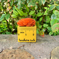 Small "Teachers Rule" Flowers & Succulents