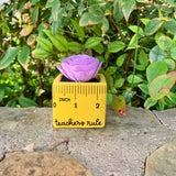 Small "Teachers Rule" Flowers & Succulents