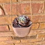 Purple/Turquoise Succulent in Hanging Vase