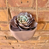 Purple/Turquoise Succulent in Hanging Vase