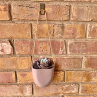 Purple/Turquoise Succulent in Hanging Vase