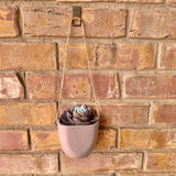 Purple/Turquoise Succulent in Hanging Vase